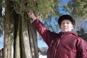 Eesti kõgõ korõmb katai