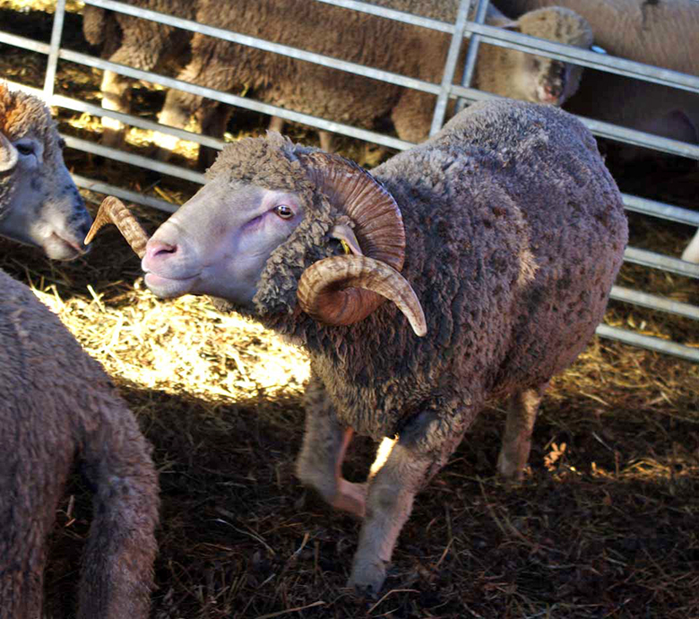 Egäl oinal om uma mihklipäiv, inemiisil kamba pääle üts.