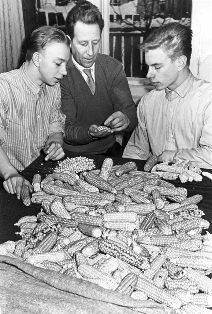 «Räpina maisi» siimnide valiminõ sordiarõtusõs 1961. aastagal