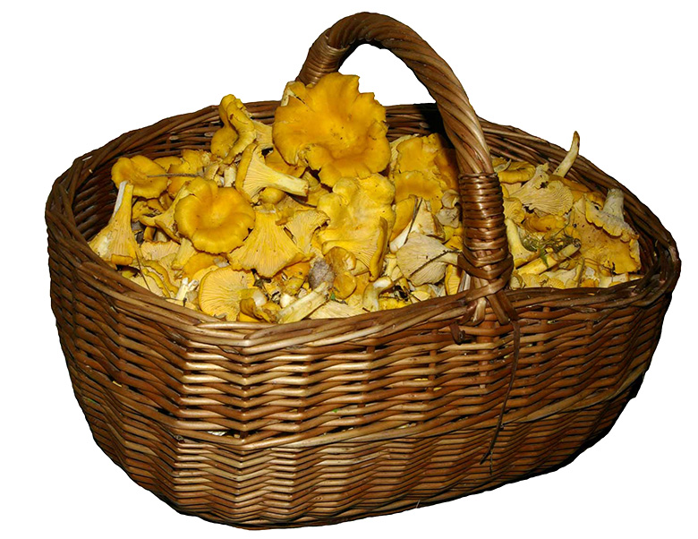 Seenekorv saa parhilla kõigil täüs.