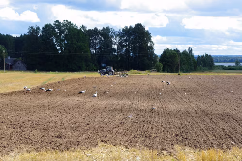 Vahemehe jahtva põllumaad