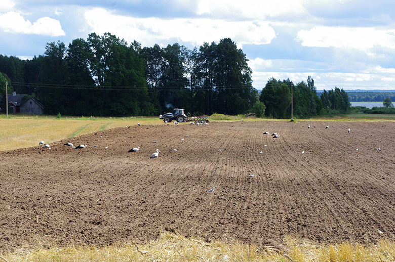 Ku hää maatükk om uma talo küle all, sis om põllumiis tuu iist nõun masma päält 4000 euro