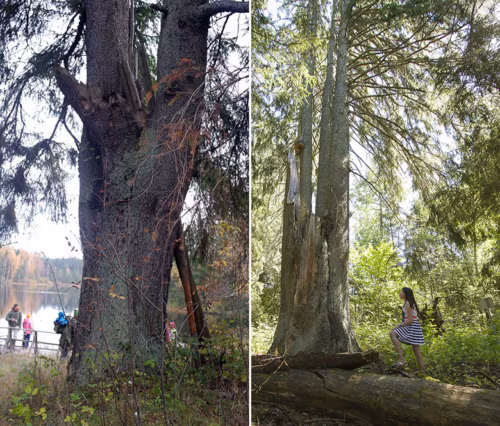 Rekordkuusõ kasusõ järve veeren