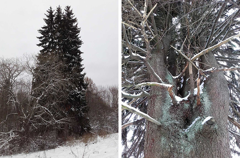 Neläharolinõ jämme kuus Setomaal Lütä külän