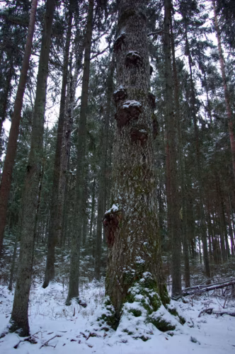 Vahtsõnõ rekordhaab