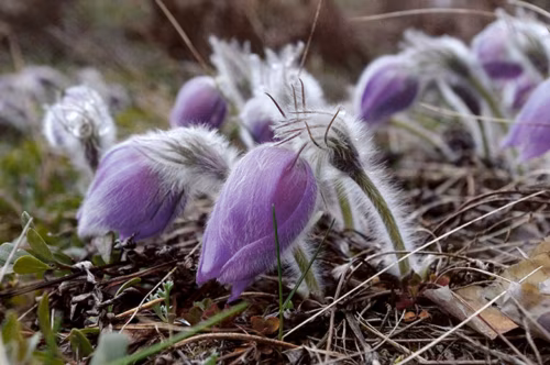 Kuis lilli pildi pääle saia?