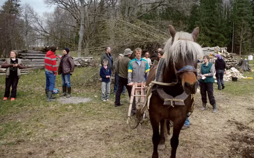 Hobõsõtüü päiv Karulan