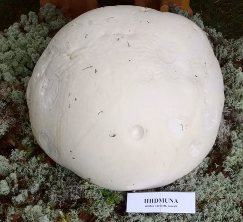 Hiidmuna seenen&auml;&uuml;t&uuml;sel