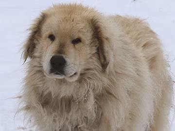 Milles &otilde;ks mur&otilde;ta