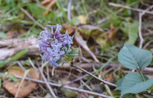 Sügüsedse tsirelihäiermä