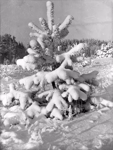 Väiku pedäjä jõulusuuv