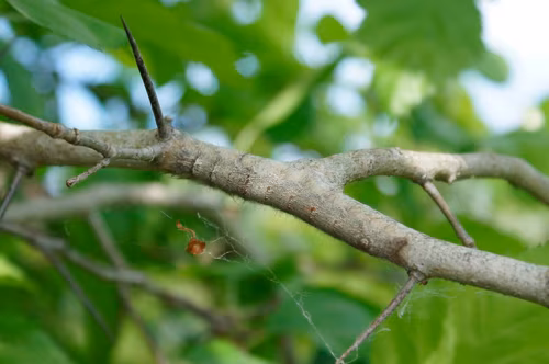 L&ouml;vv&auml; pildi p&auml;&auml;lt huss &uuml;les!