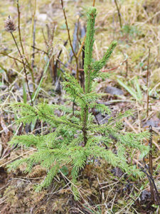 Keväjäkildakõisi luudusõst ja elost