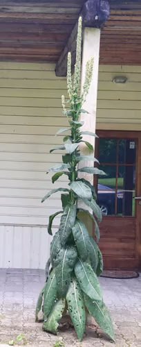 Pia kolm meetrit pikk ütsävägine