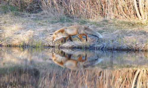 Eläjä otsva umma kotust