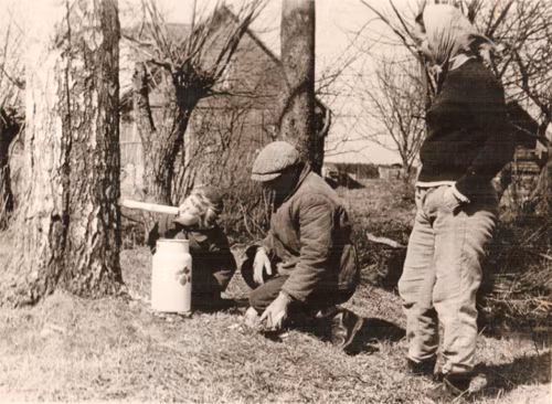 Valgõ piha ja pikki hiussidõga puu