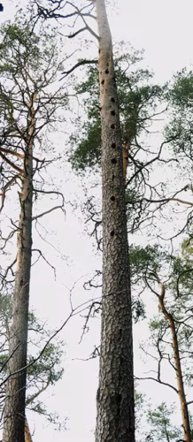 Puut&otilde;ristajid&otilde; pilvelahkja?