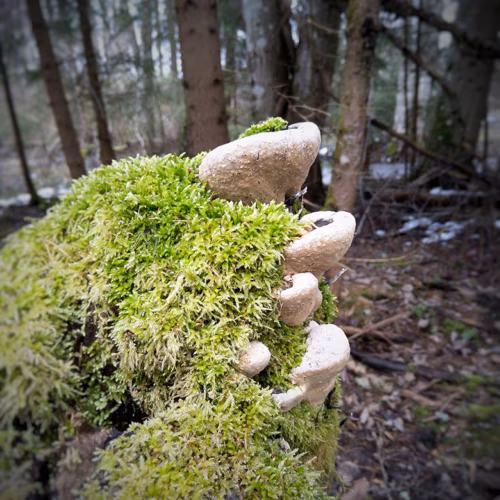 Ilvesse Aapo Instagrami-pildi