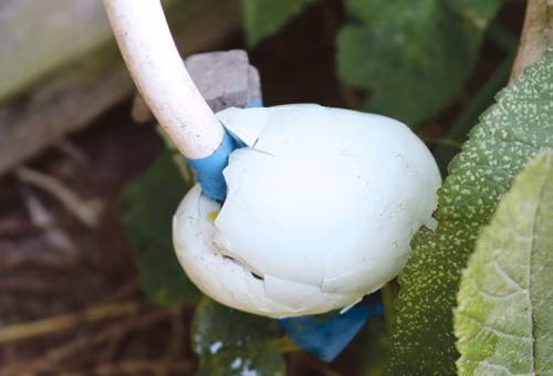 Esimuudu: kanamuna kaabli külen