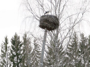 Kurõpesä kõvõra posti otsan