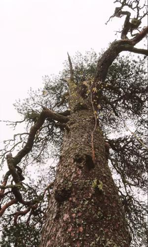 Kõiv pedäjätüve pääl