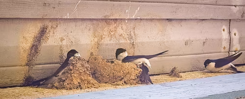 Pur&rsquo;on luudus&otilde; ilost