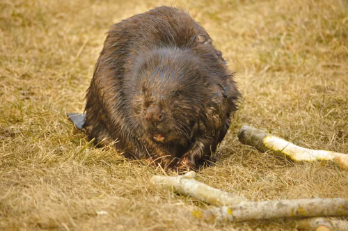 Koprapoig&otilde; n&auml;om&otilde;skmin&otilde;