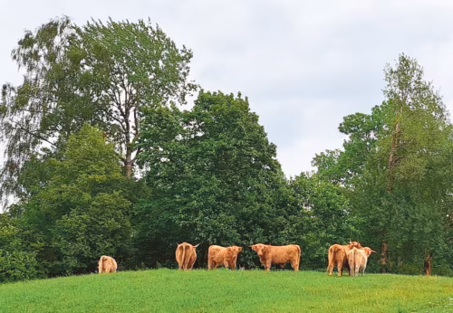 H&auml;ie inemiisi ja kin&auml; luudus&otilde; maal Karulan