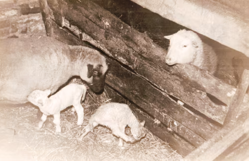 K&uuml;mme koto. T&otilde;n&otilde; kodo