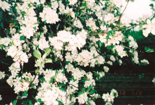 K&uuml;mme koto. Viies kodo